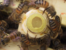 Matki pszczele 01